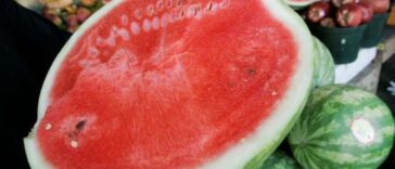 pasteque viagra